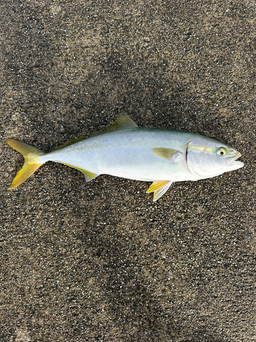 ツバスの釣果