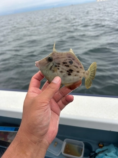 カワハギの釣果