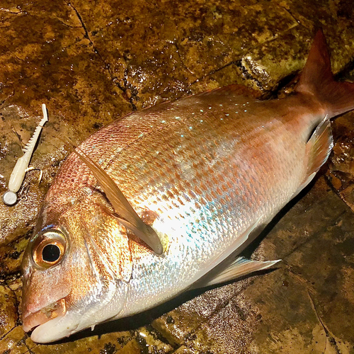 マダイの釣果