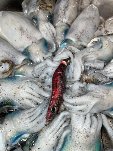 アオリイカの釣果