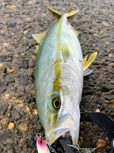 イナダの釣果