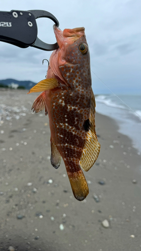 釣果