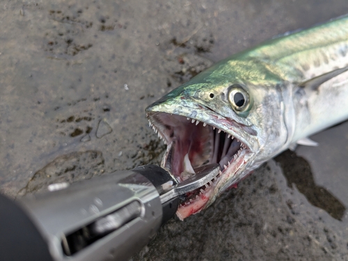 サゴシの釣果