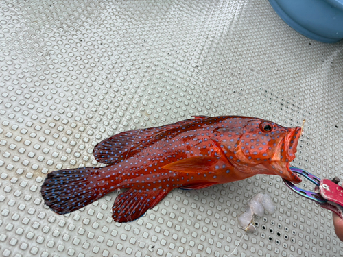 ユカタハタの釣果