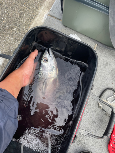 ツバスの釣果