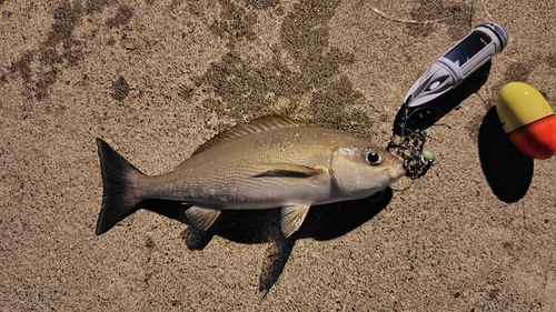 イサキの釣果