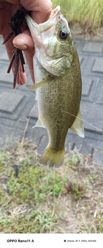 ブラックバスの釣果