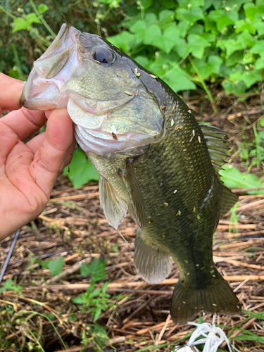 ラージマウスバスの釣果