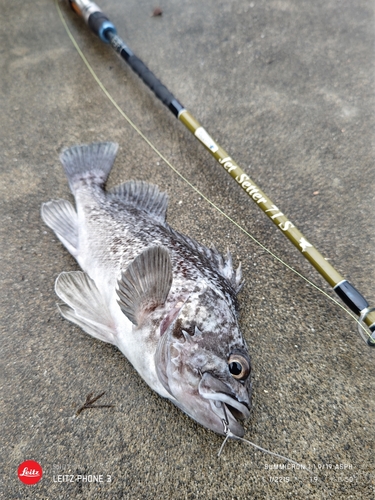 クロソイの釣果