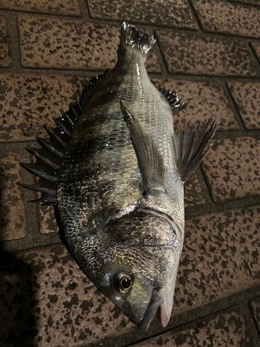 クロダイの釣果