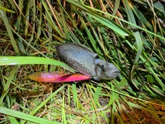 シリヤケイカの釣果