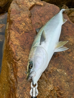 ブリの釣果