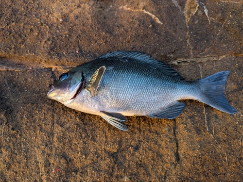 メジナの釣果