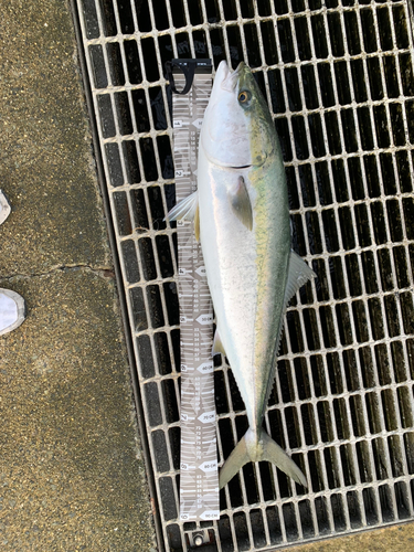 南港魚つり公園