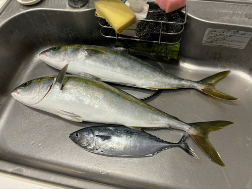 ワカシの釣果