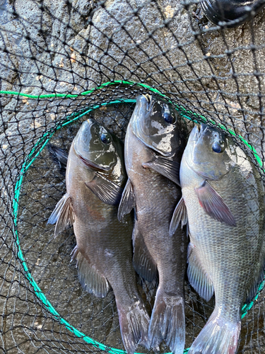 グレの釣果