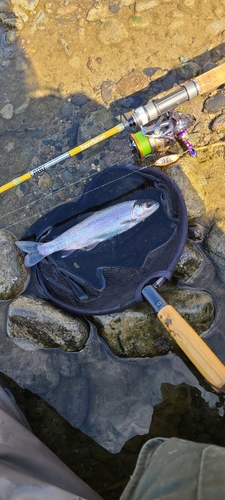 ニジマスの釣果