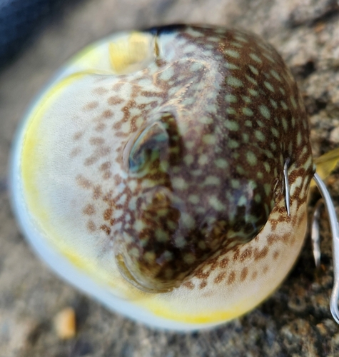 フグの釣果