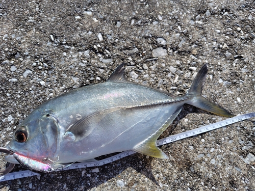 オニヒラアジの釣果