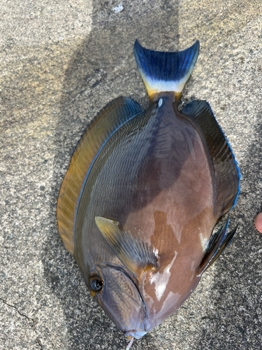 ニセカンランハギの釣果