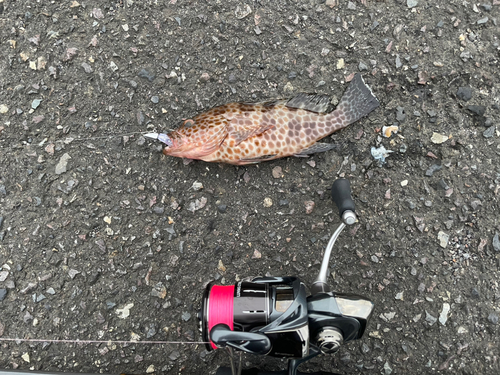 オオモンハタの釣果