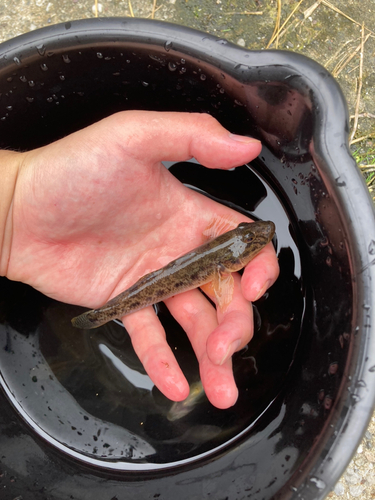 マハゼの釣果