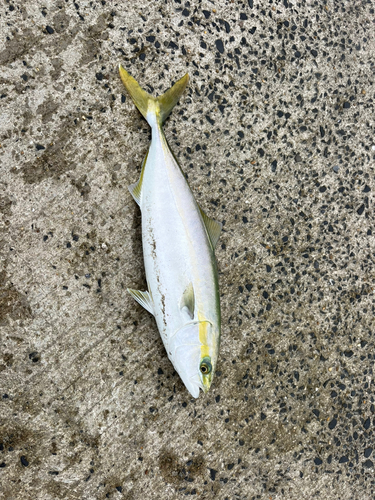 イナダの釣果