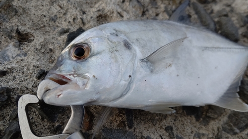 メッキの釣果