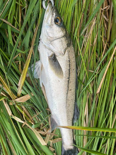 スズキの釣果