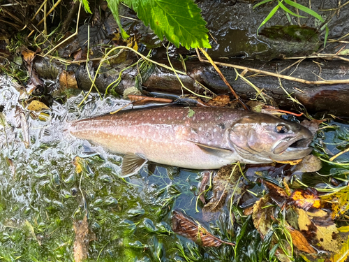 アメマスの釣果