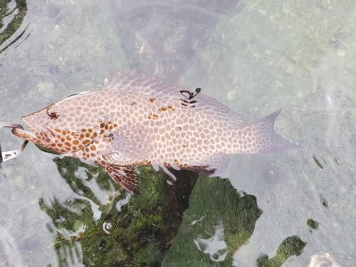 オオモンハタの釣果