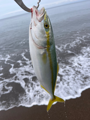 ワカシの釣果