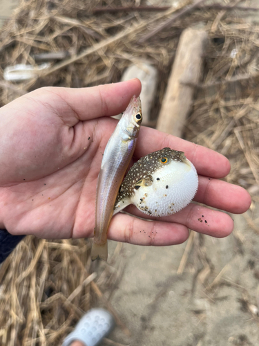 フグの釣果