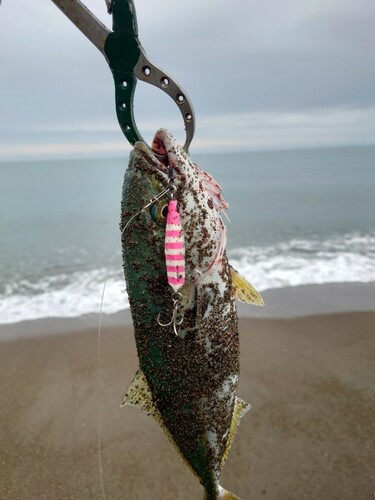 ワカシの釣果