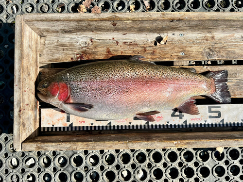 ニジマスの釣果