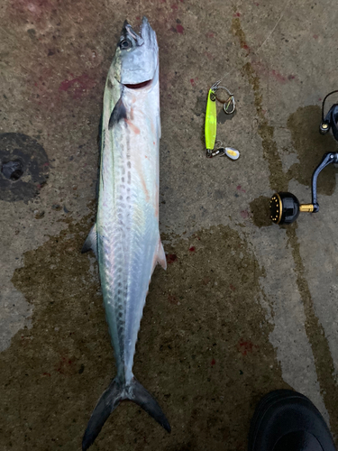 サゴシの釣果