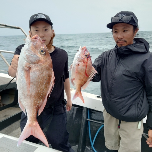 マダイの釣果