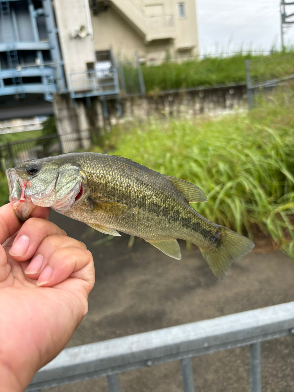 ブラックバス