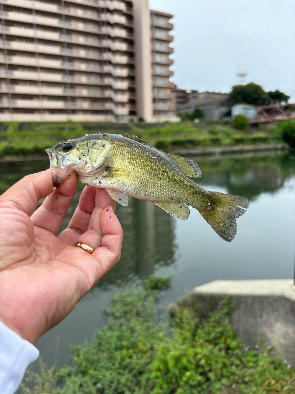 ブラックバス