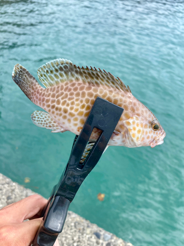 オオモンハタの釣果