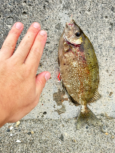 アイゴの釣果