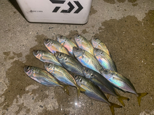 アジの釣果