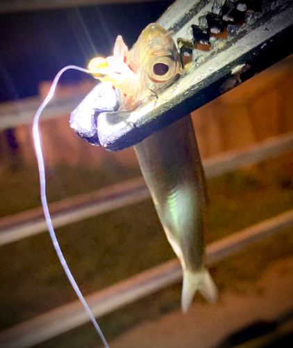 イワシの釣果