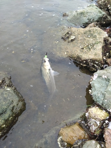 セイゴ（マルスズキ）の釣果