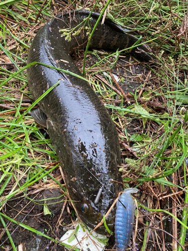 ライギョの釣果