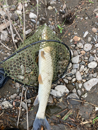 ニゴイの釣果