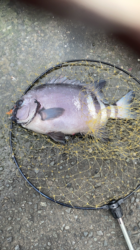 イシダイの釣果