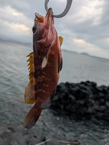 キジハタの釣果