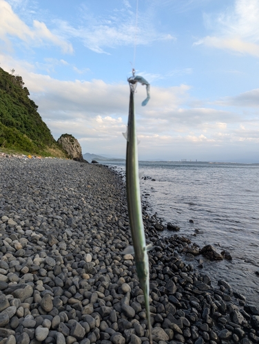 ダツの釣果