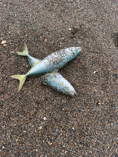 ワカシの釣果